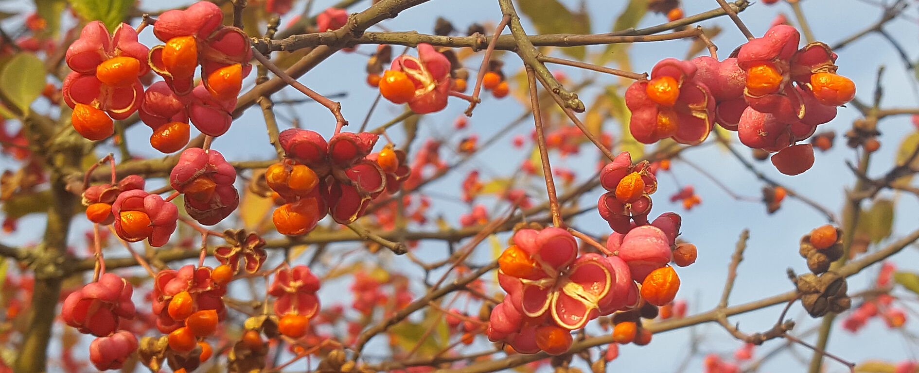 Die Früchte des Pfaffenhütchens leuchten in der Herbstsonne