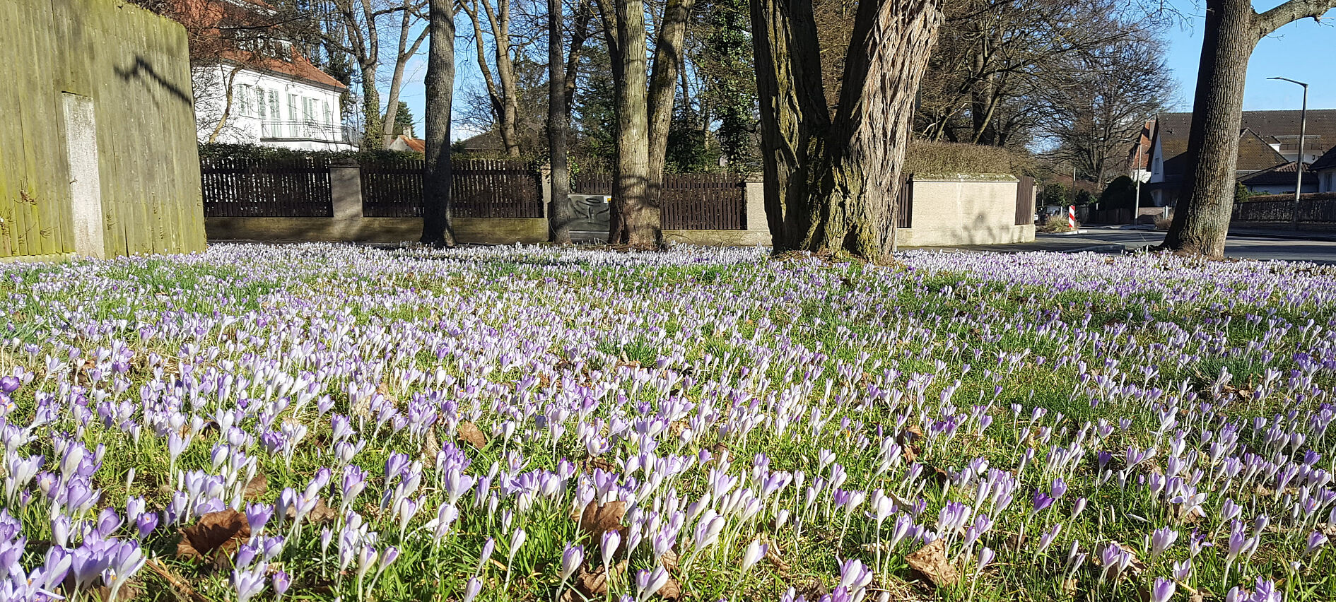 Blühende Wildkrokusse in der Fürther Westvorstadt