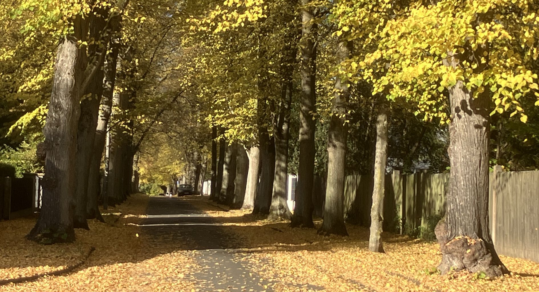 Herbstliche Allee in der Uhlandstraße