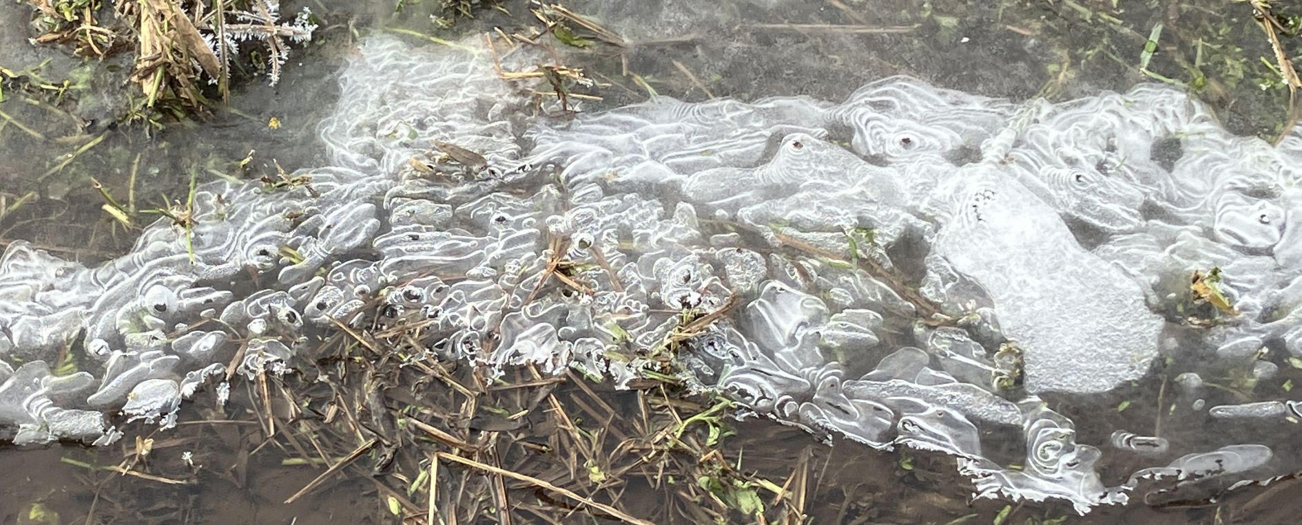 Eisgemälde im Hirschsprunggraben bei Burgfarrnbach