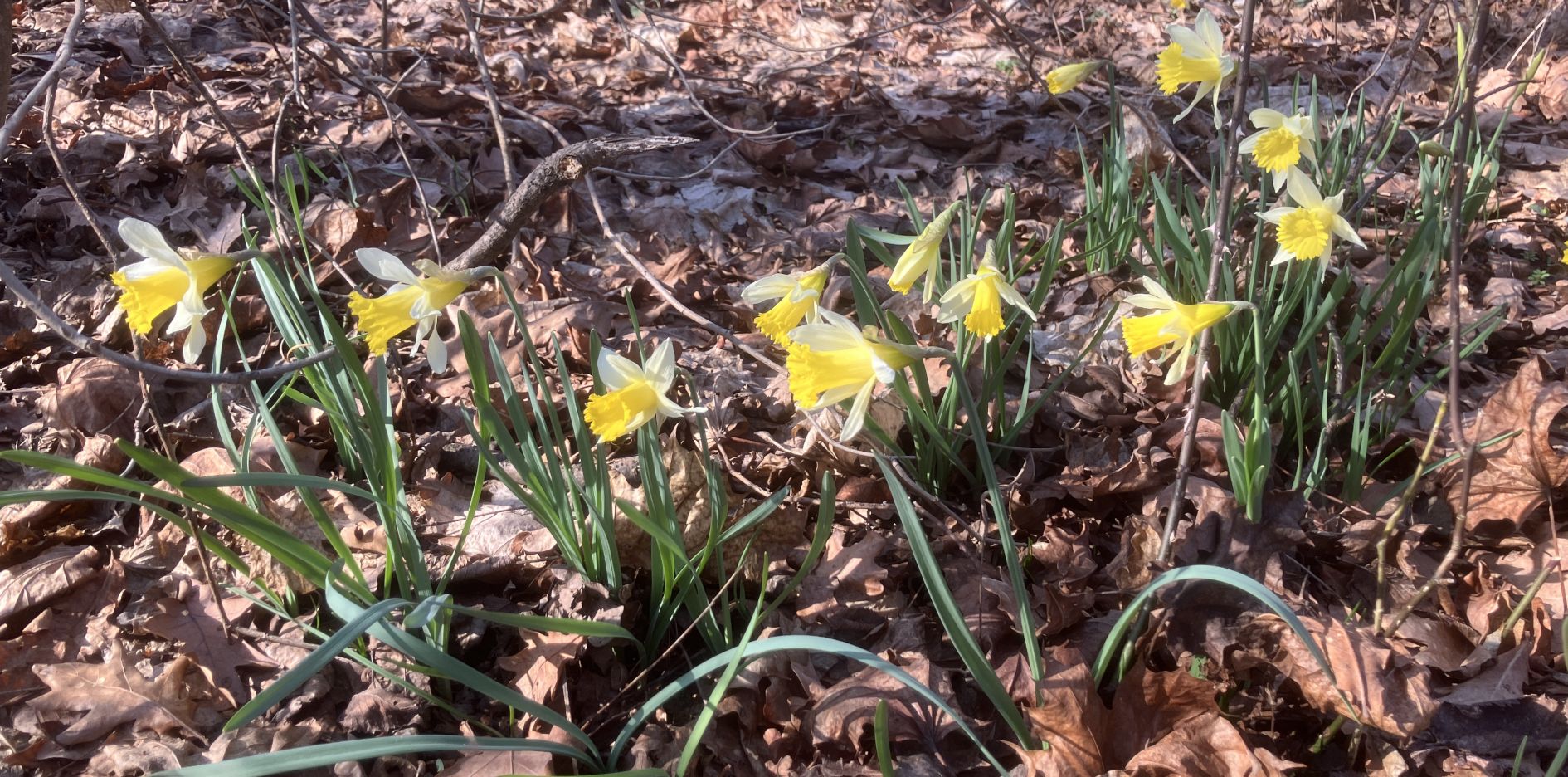 Narzissenblüte im BN-Garten Narzissenblüte im BN-Garten